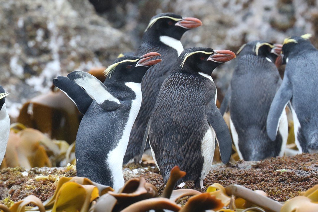 Snares Crested Penguins CPC.jpg