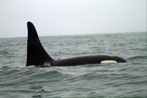 Orca RFE CPC .jpg