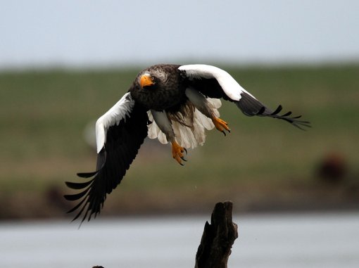 Steller's Sea eagle CPC Picture2.jpg