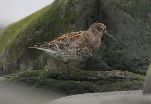 Rock Sandpiper CPC
