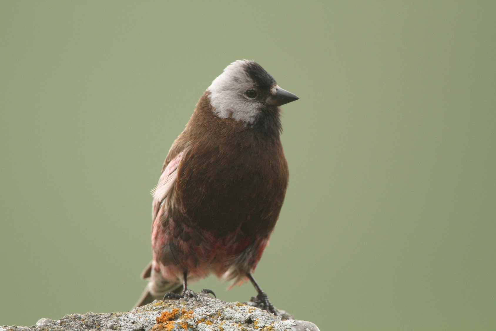 Grey-crowned Rosy Finch CPC Picture24