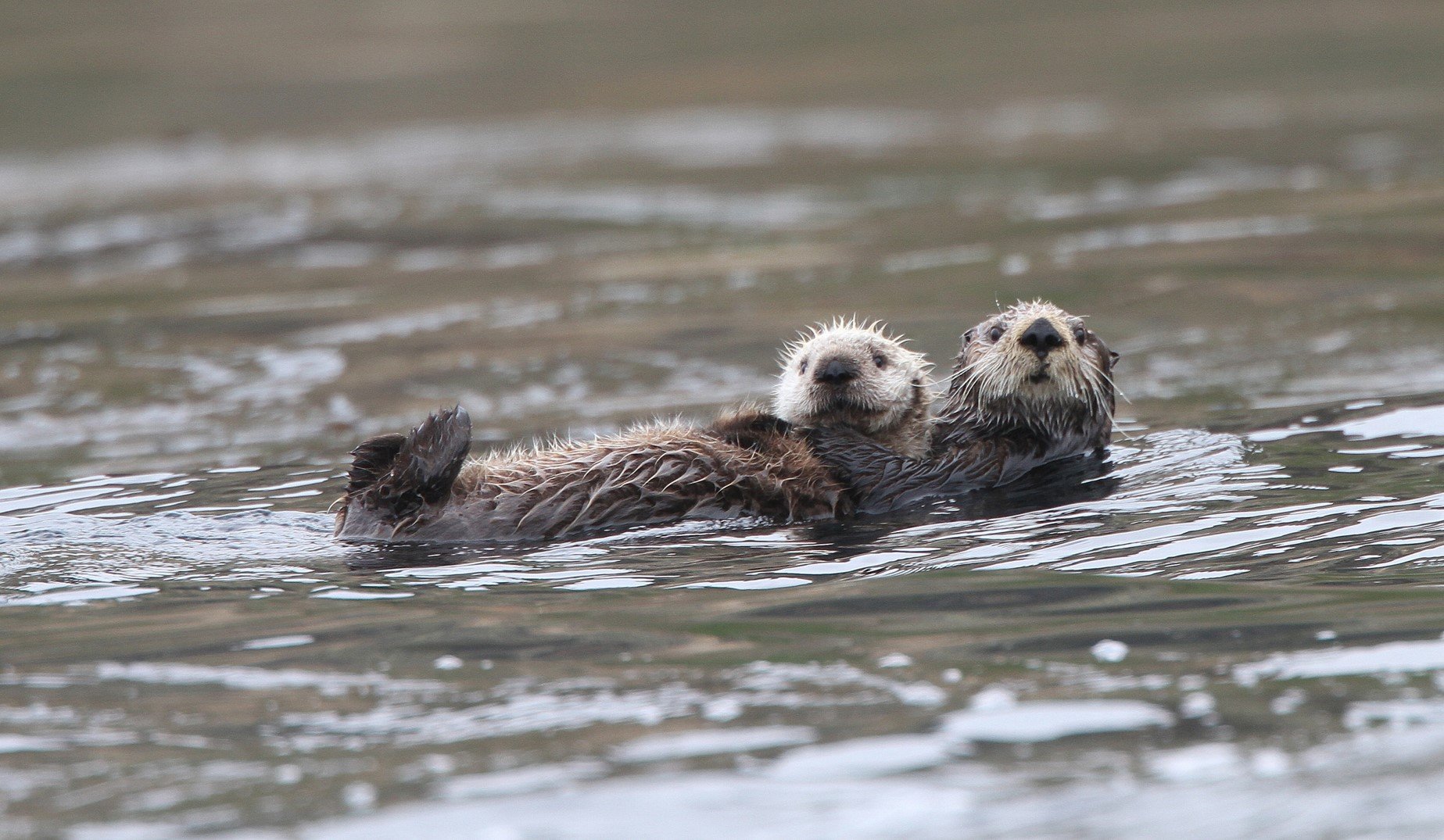 Sea Otters CPC