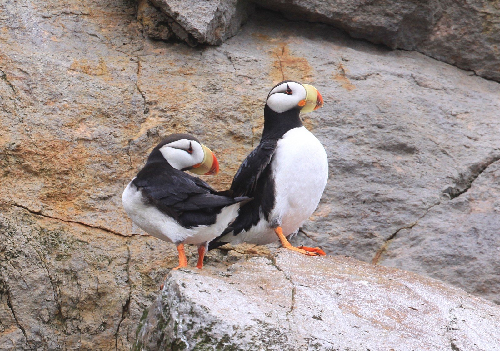 Horned Puffins CPC RFE.jpg
