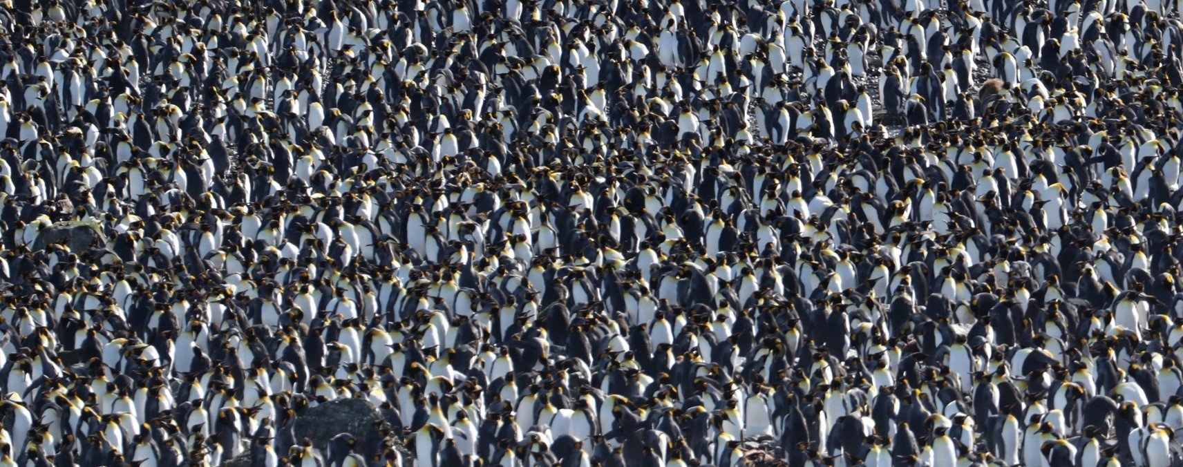 King Penguins CPC.jpg