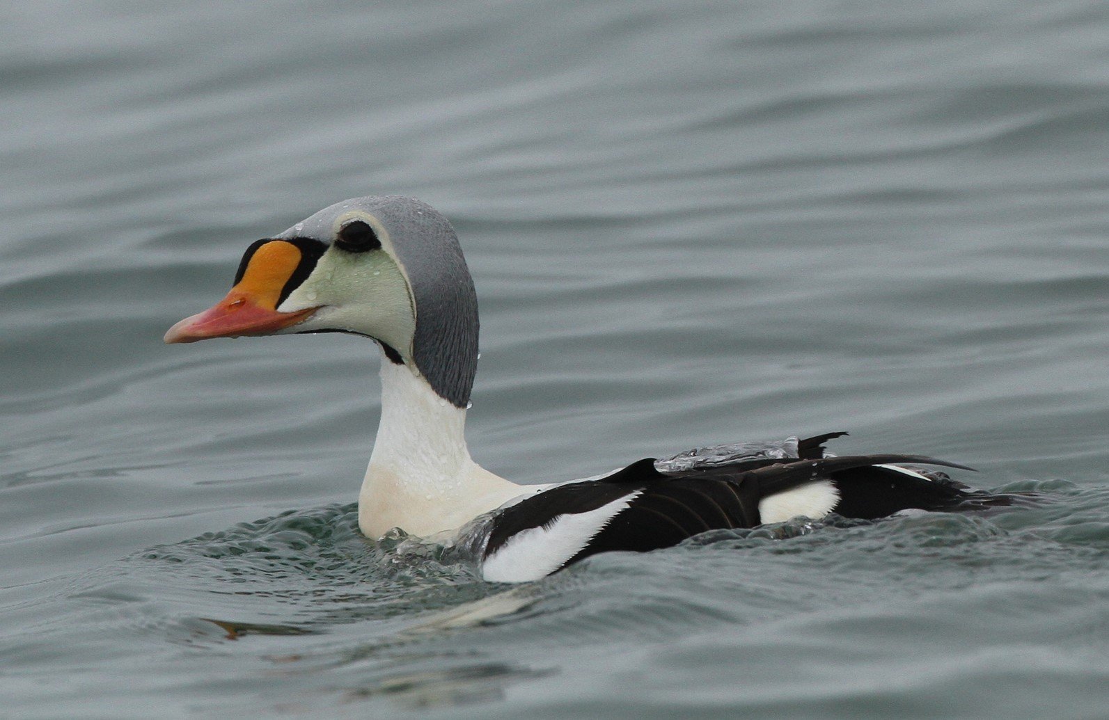 King Eider CPC