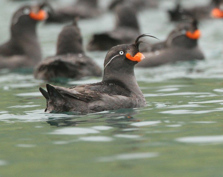 Crested Auklets, Yankicha, Kuril Islands CPC Picture6