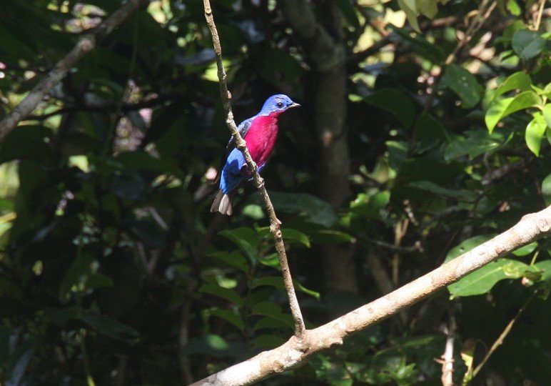 Purple-breasted Cotinga CPC.jpg