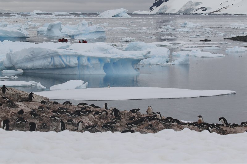 Gentoo Penguins CPC RB5A0022.JPG