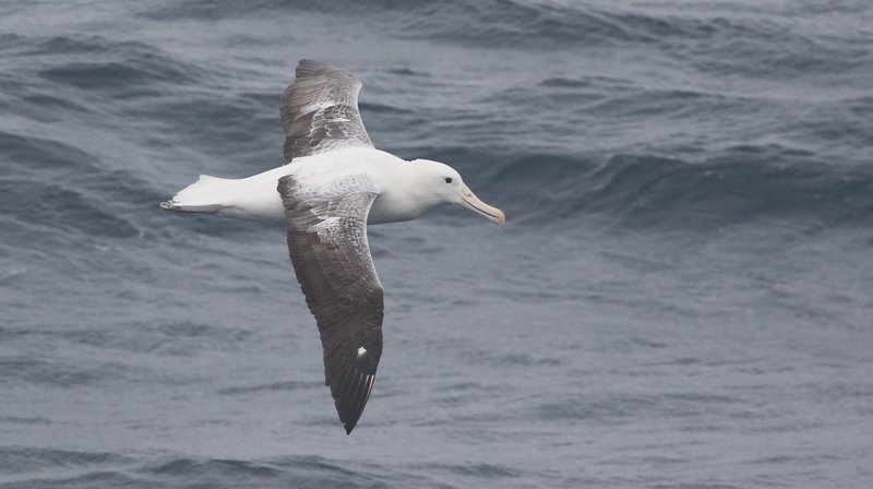 Southern Royal Albatross CPC RB5A0231.JPG