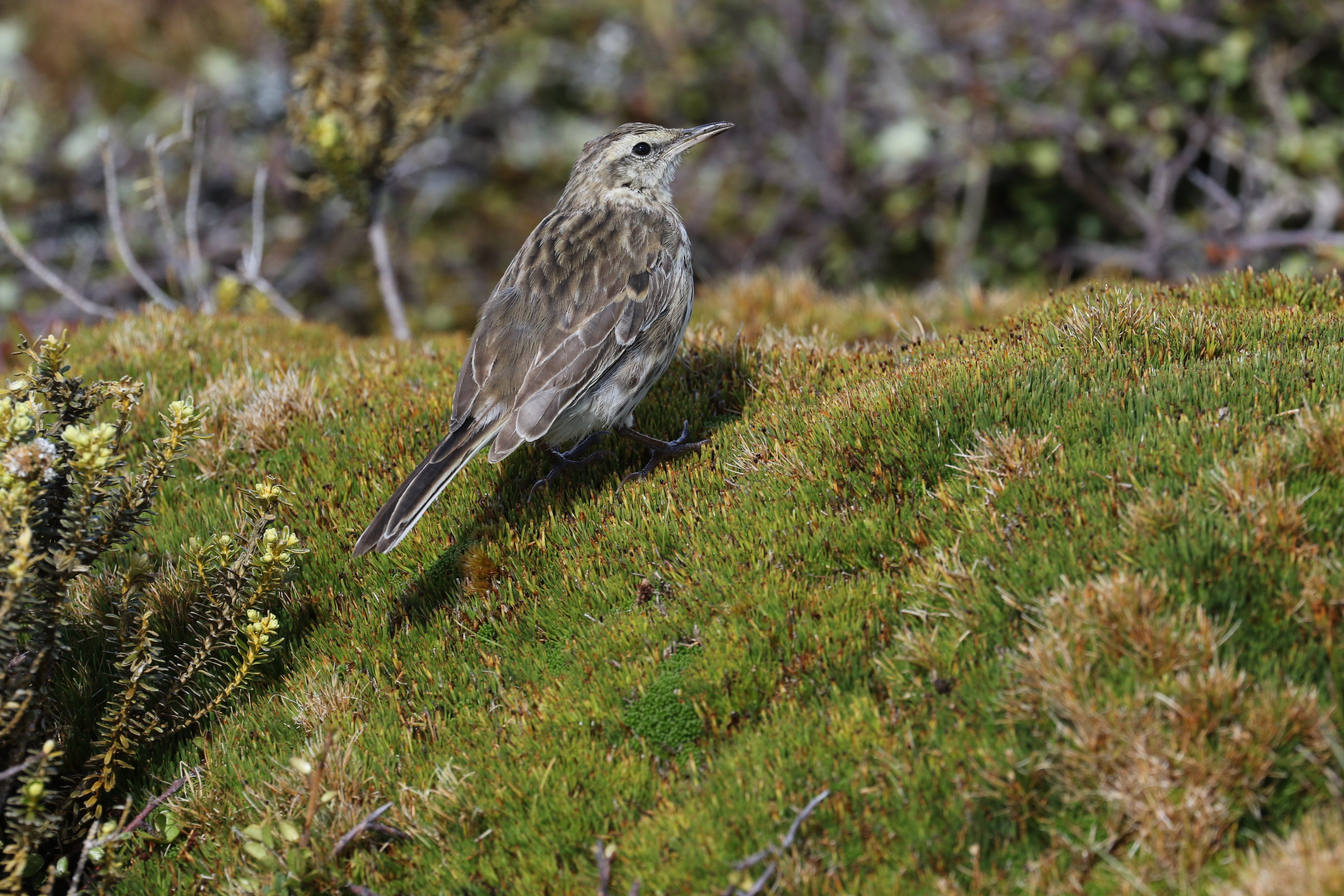 New Zealand Pipit CPC RB5A0403