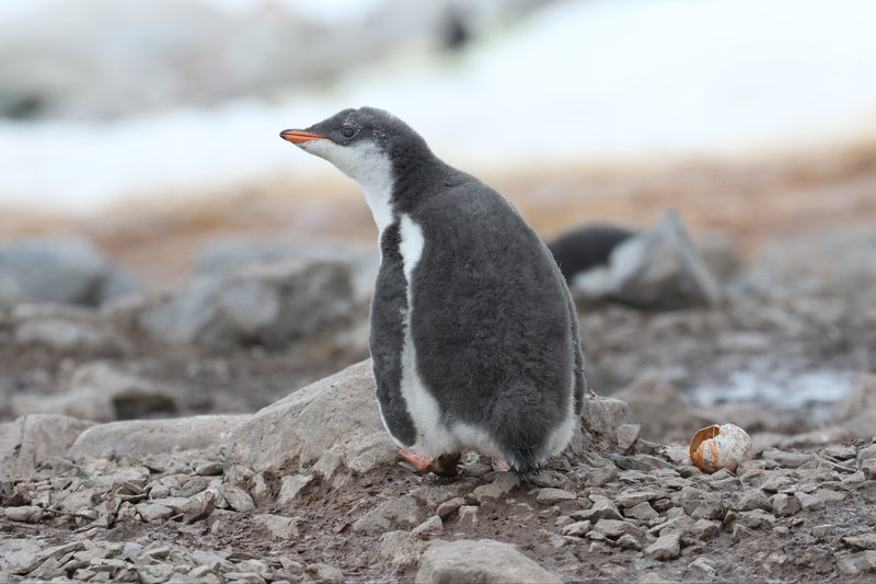 Gentoo Penguin chick CPC RB5A0469