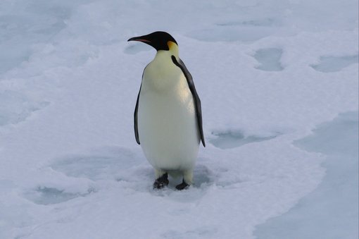 Emperor Penguin CPC RB5A0597