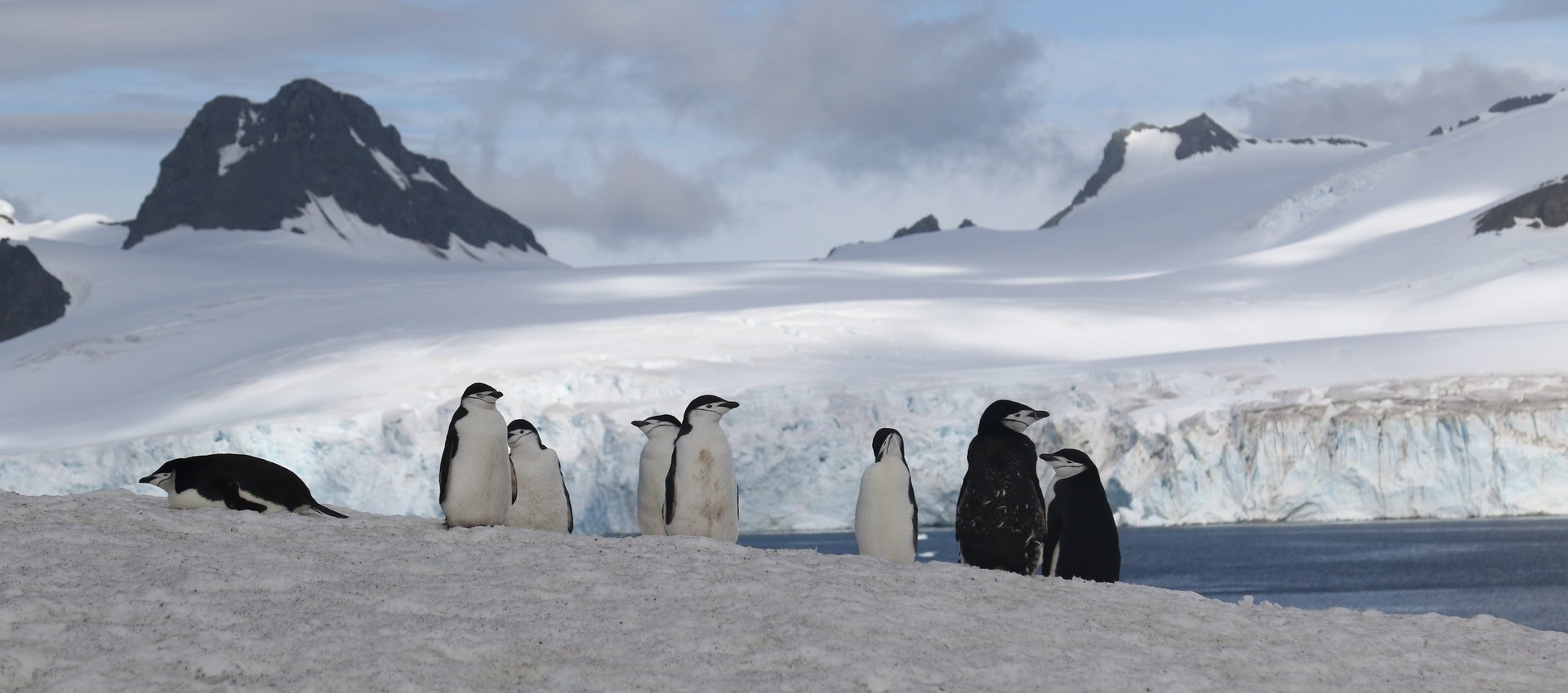 Chinstrap Penguins © Chris Collins