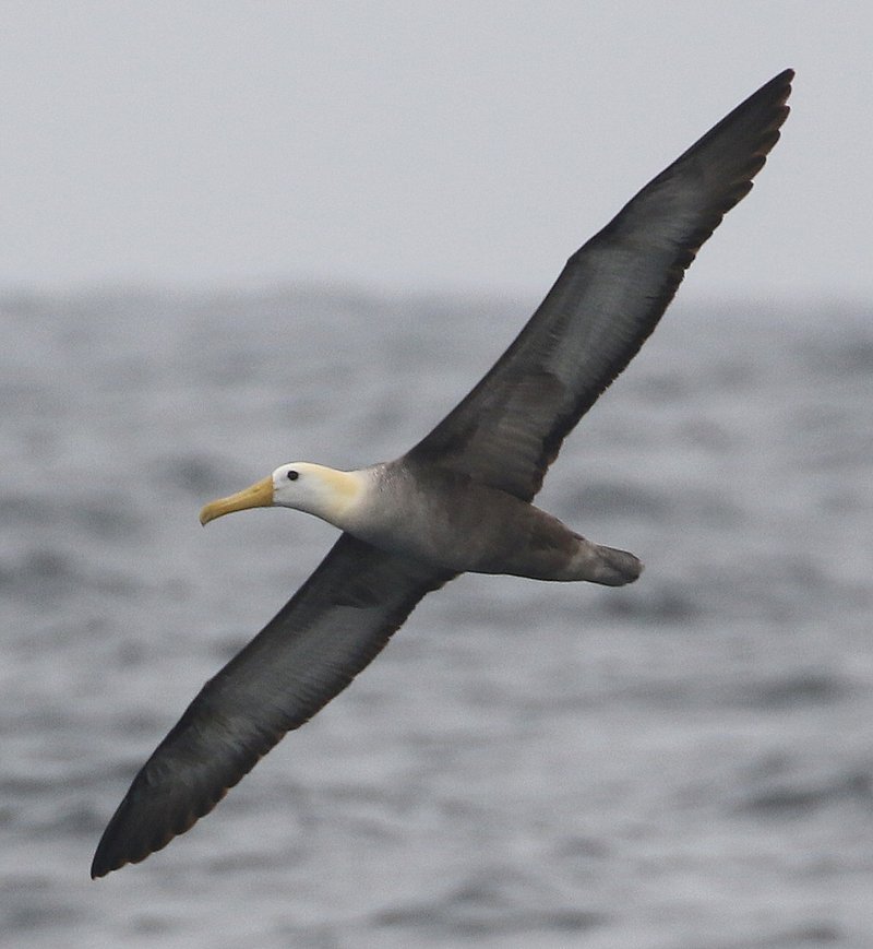 Waved Albatross CPC RB5A1339