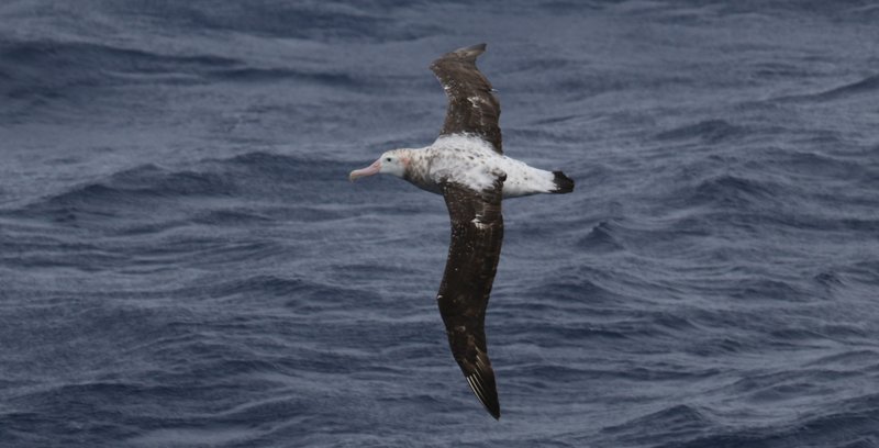 Wandering Albatross CPC RB5A1834 cropped