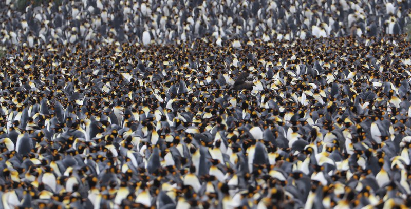 King Penguins CPC RB5A2304 cropped
