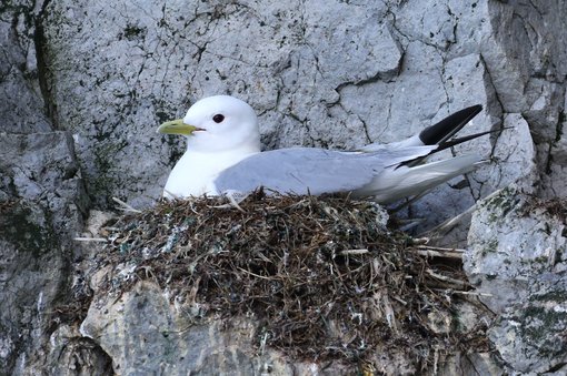 Black-legged Kittiwake CPC RB5A4439