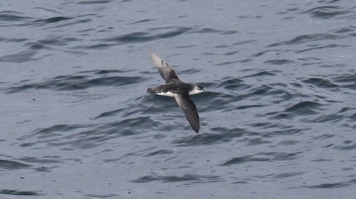 Subantarctic (Little) Shearwater CPC RB5A4532