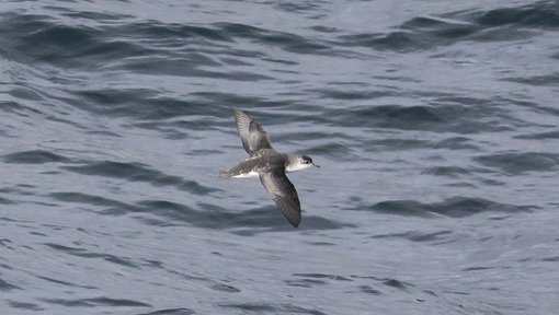 Subantarctic (Little) Shearwater CPC RB5A4535