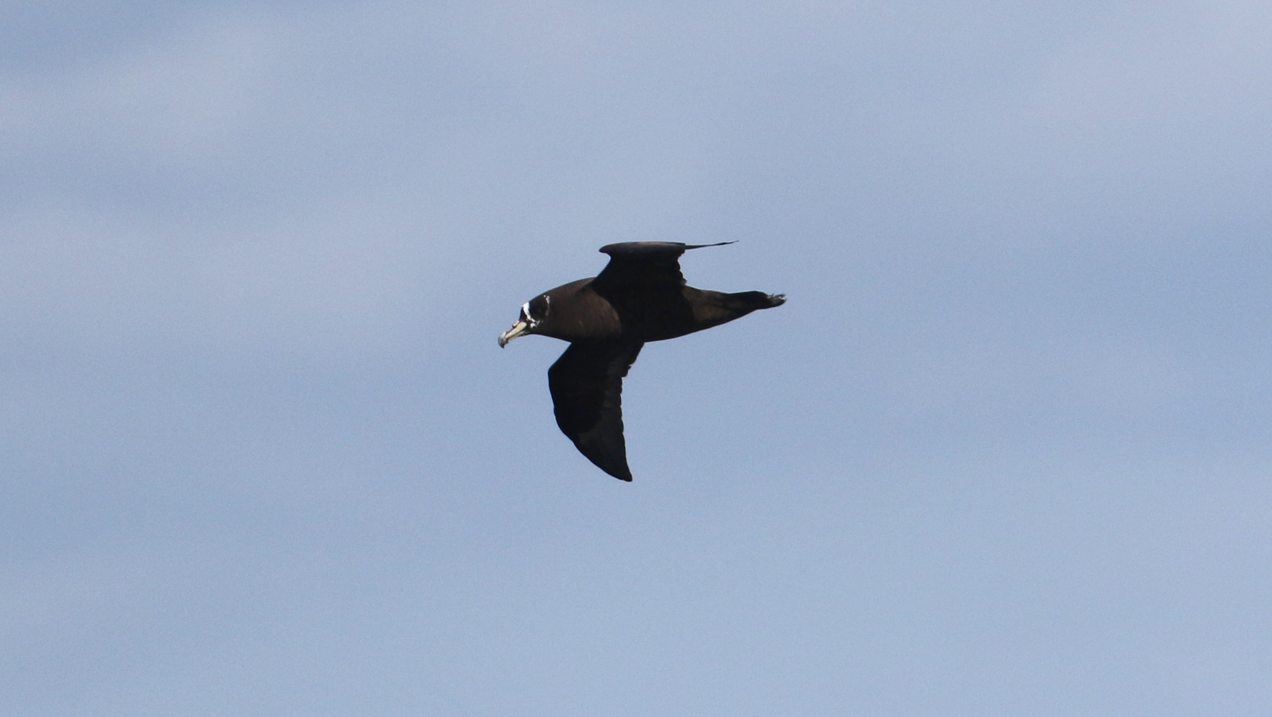 Spectacled Petrel CPC RB5A4963