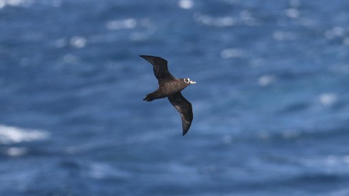 Spectacled Petrel CPC RB5A4994