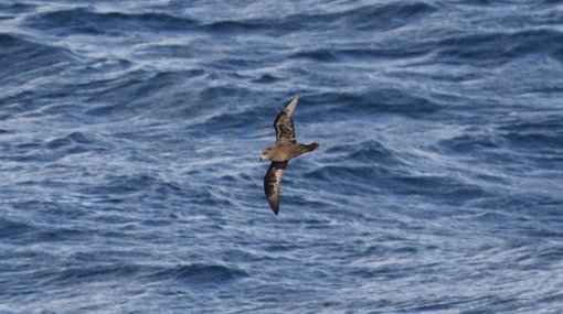 Great-winged Petrel CPC RB5A5117