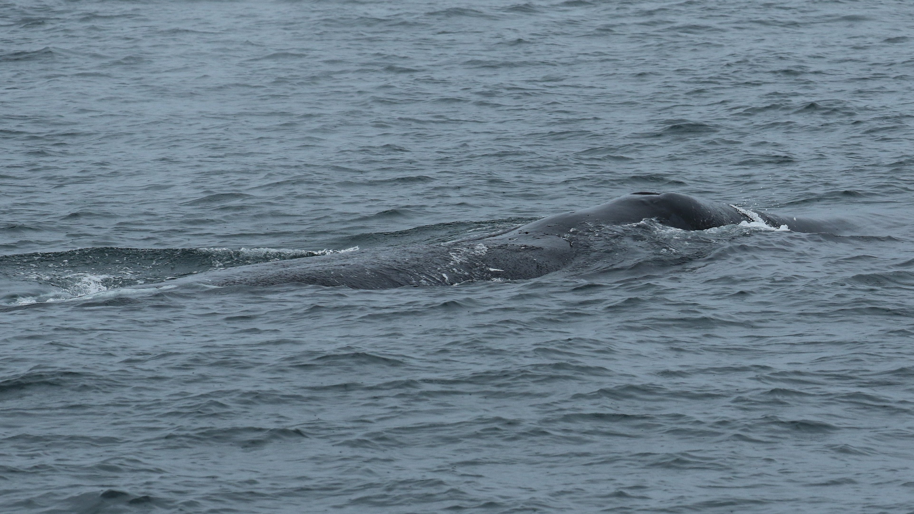 Bowhead Whale CPC