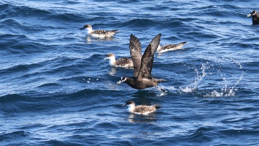 Spectacled Petrel with Great Shearwaters CPC RB5A5454