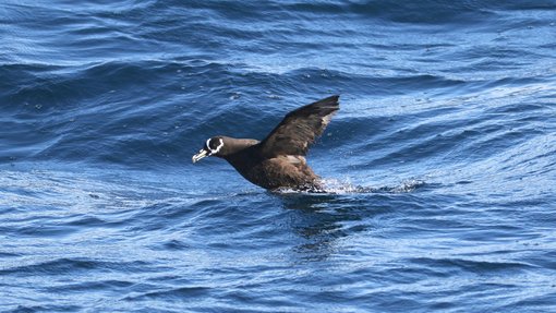 Spectacled Petrel CPC RB5A5468