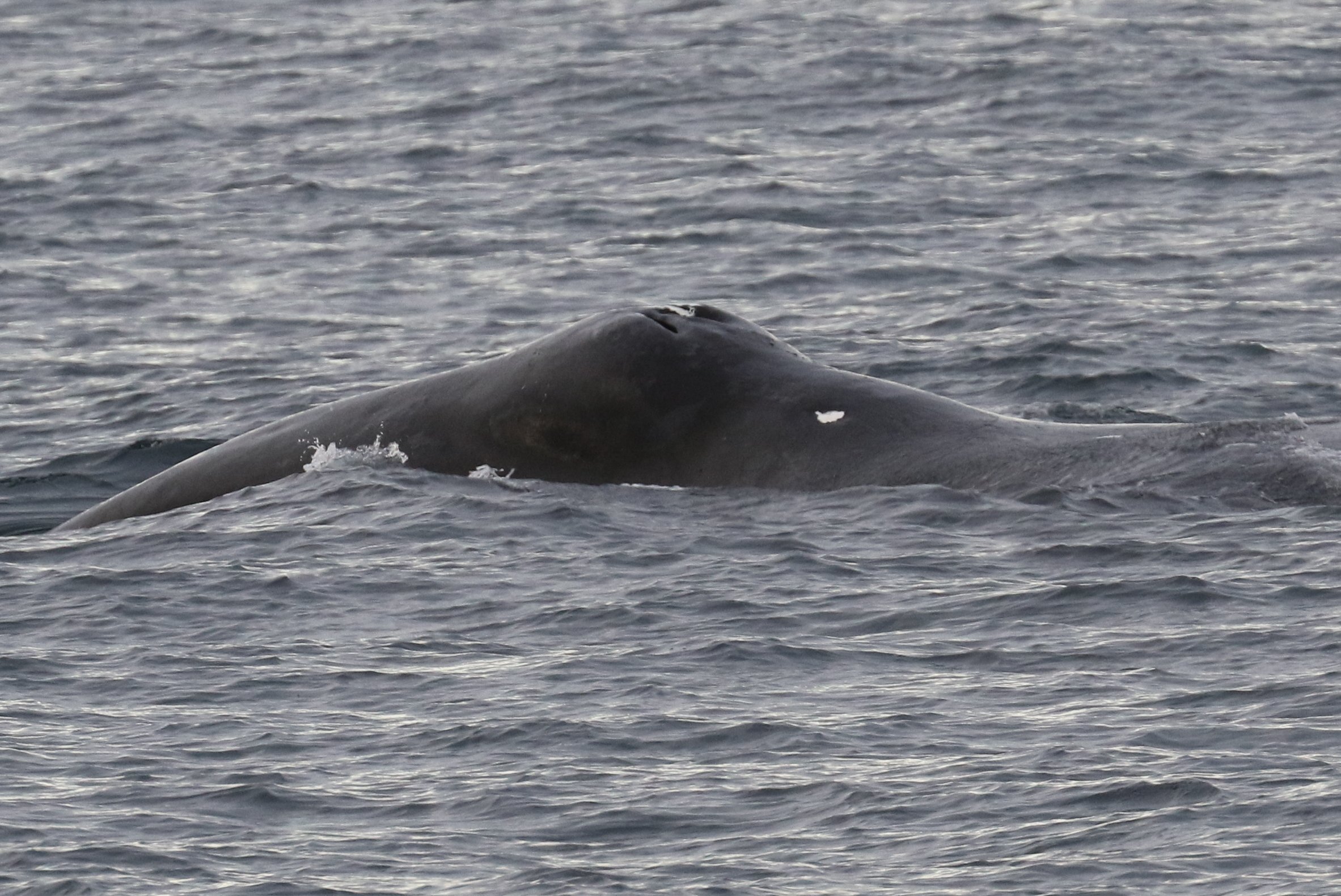 Bowhead Whale CPC RB5A5868