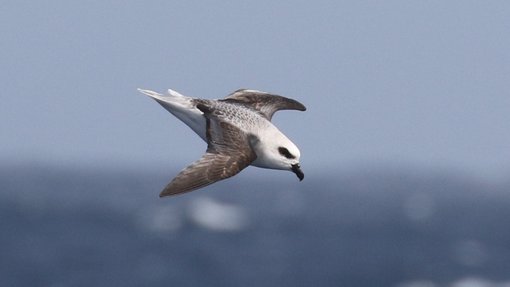White-headed Petrel CPC RB5A5892