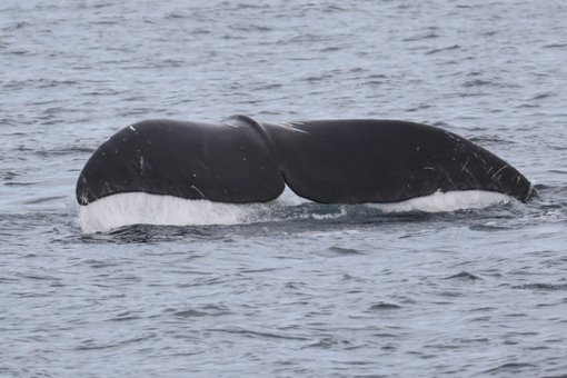 Bowhead Whale CPC RB5A5925