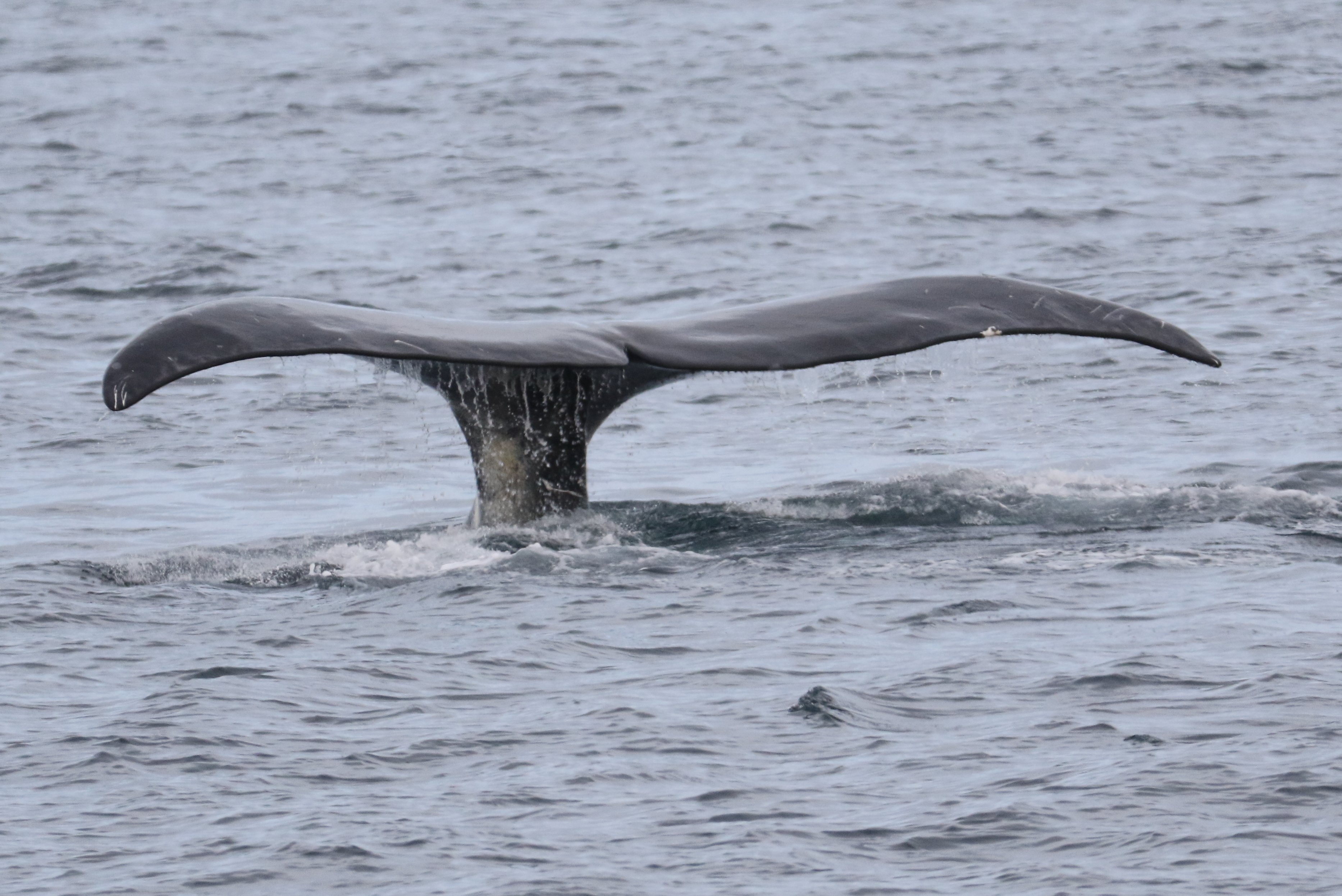 Bowhead Whale CPC RB5A5929