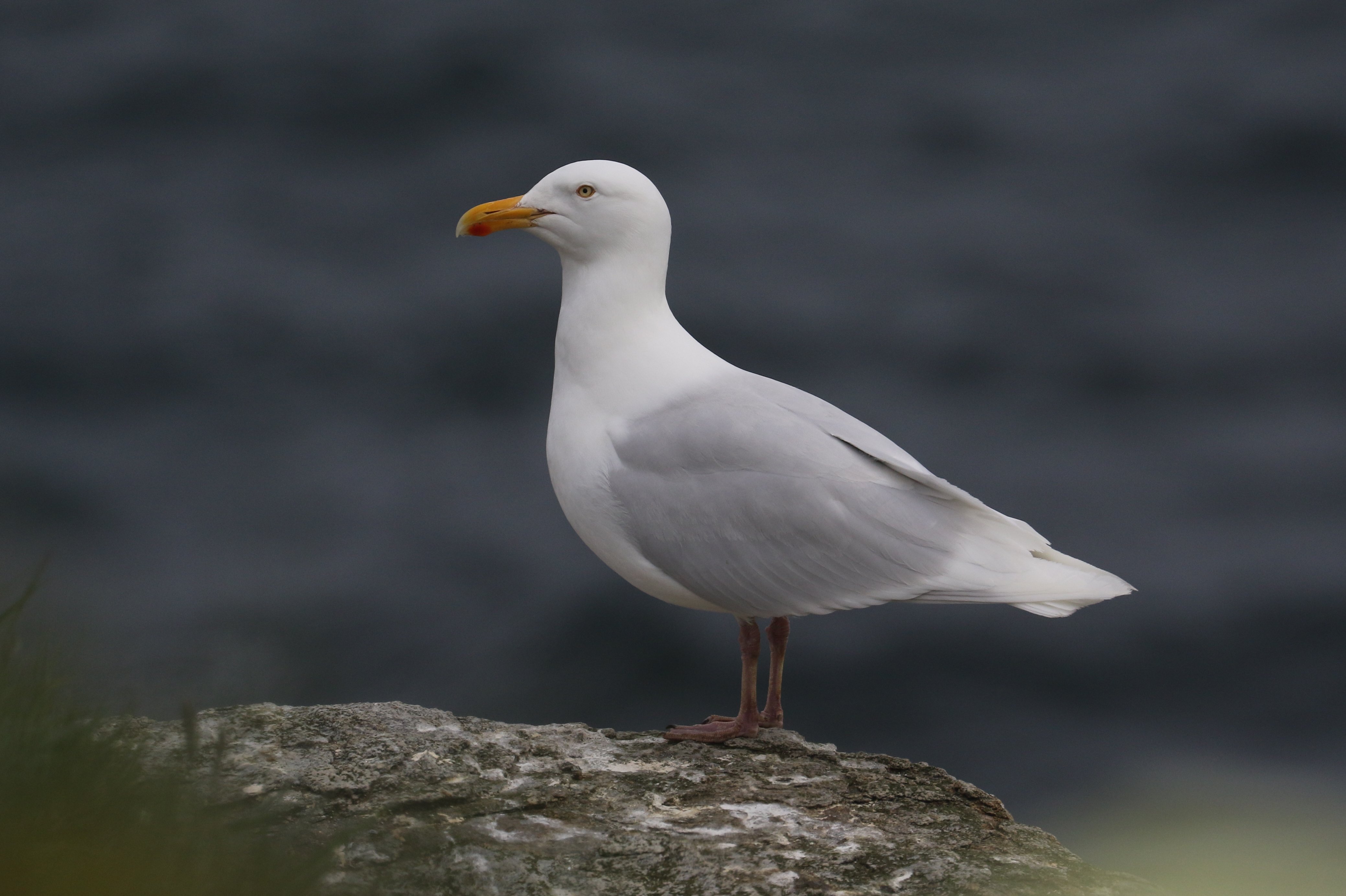 Glaucous Gull CPC RB5A6121