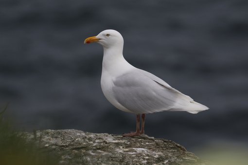 Glaucous Gull CPC RB5A6121