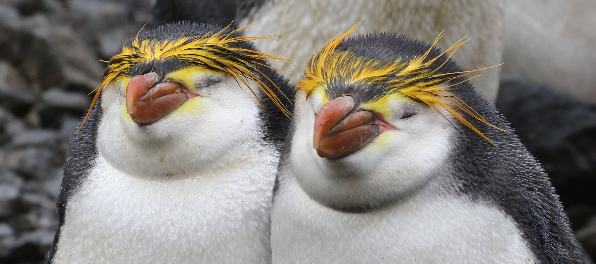 Royal Penguin, Macquarie Island © Chris Collins
