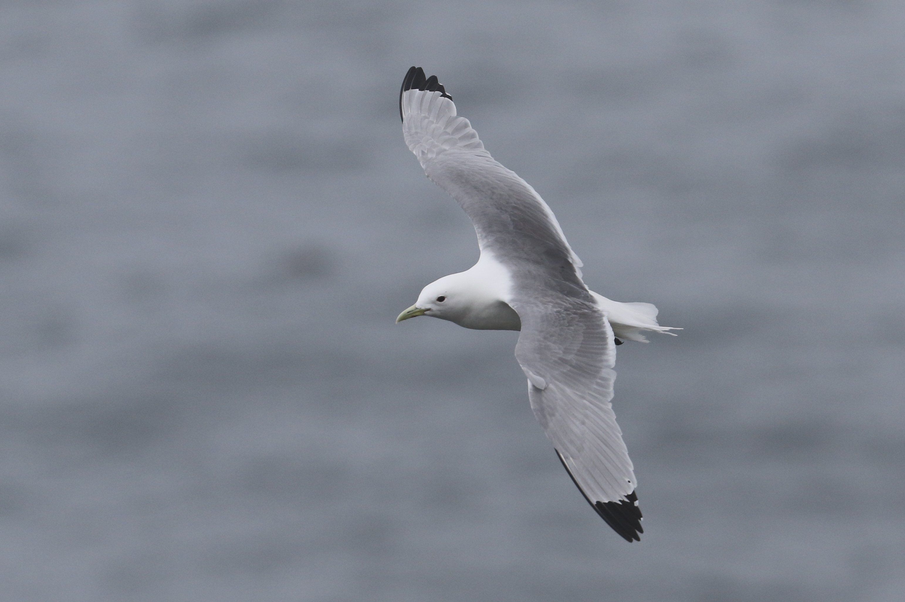 Black-legged Kittiwake CPC RB5A6466