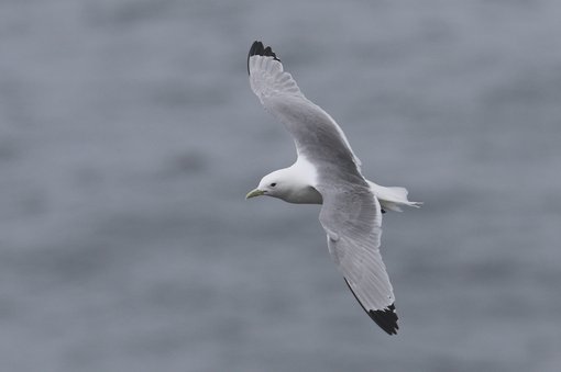 Black-legged Kittiwake CPC RB5A6466