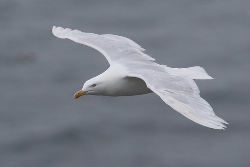 Glaucous Gull CPC RB5A6522