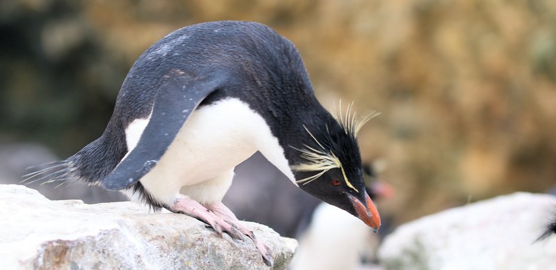 Rockhopper Penguin CPC RB5A6579 cropped