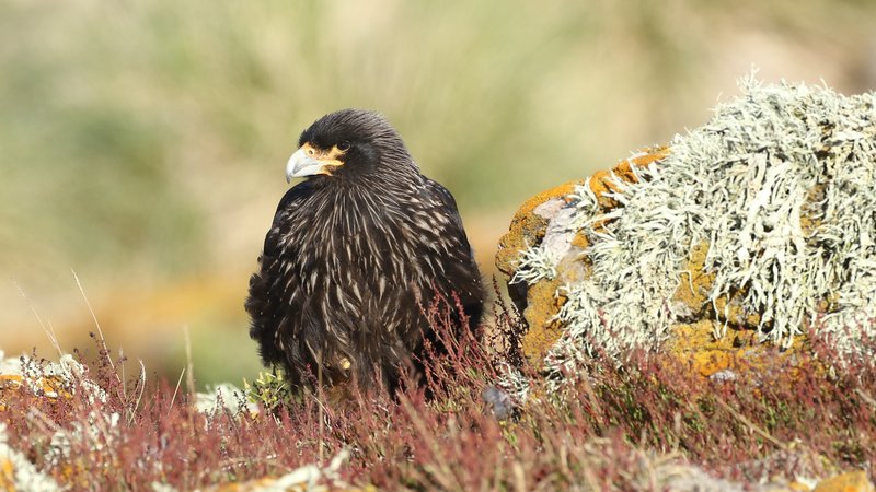 Striated Caracara RB5A6835 v2