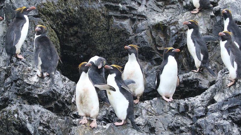 Macaroni Penguins CPC RB5A7002