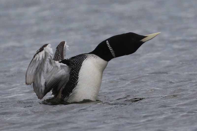 White-billed Diver CPC RB5A7015