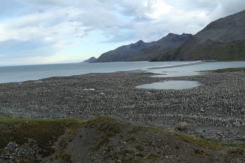 King Penguins at St Andrew's Bay CPC RB5A7046.JPG