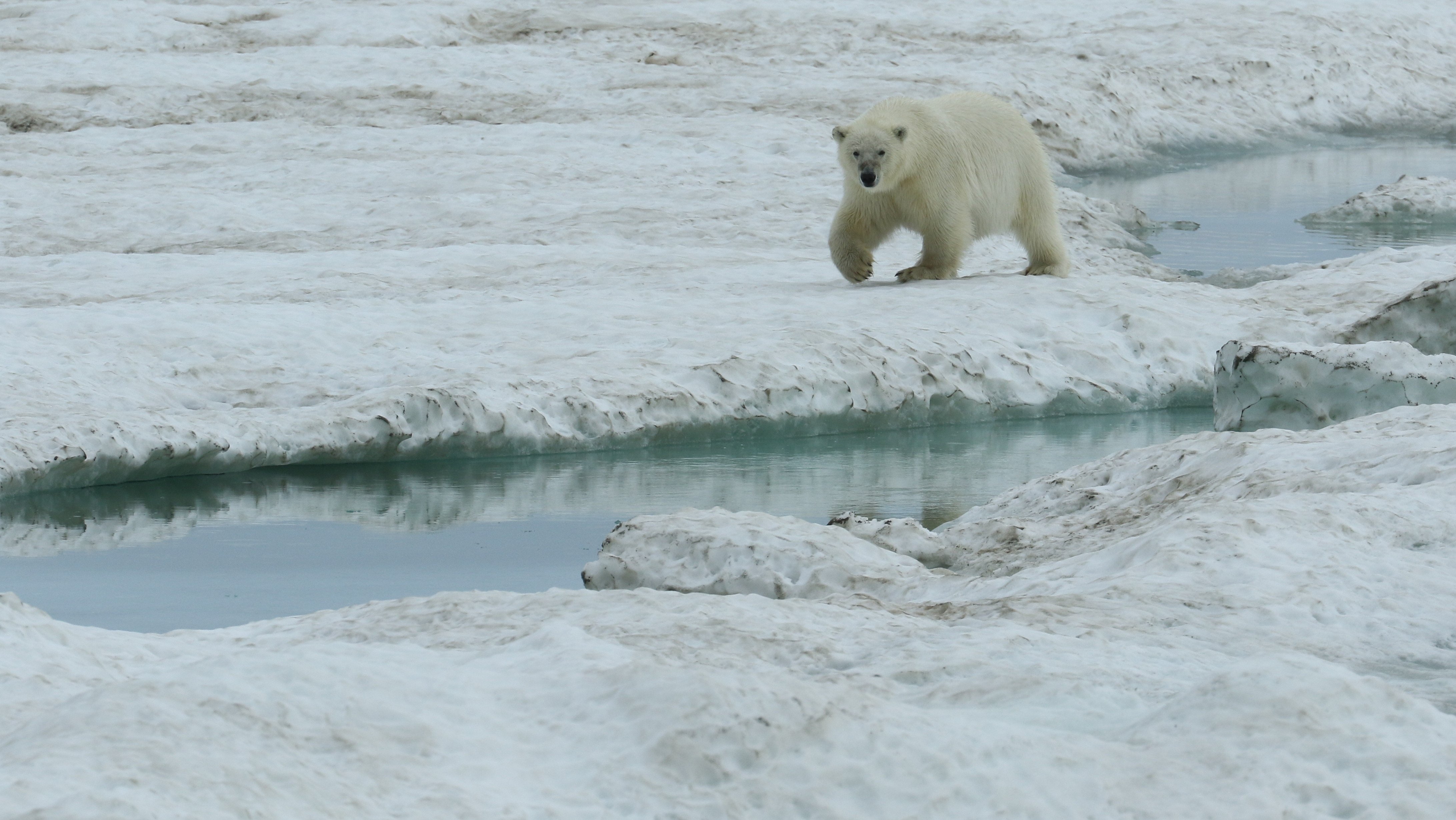 Polar Bear on sea ice CPC RB5A7075.JPG