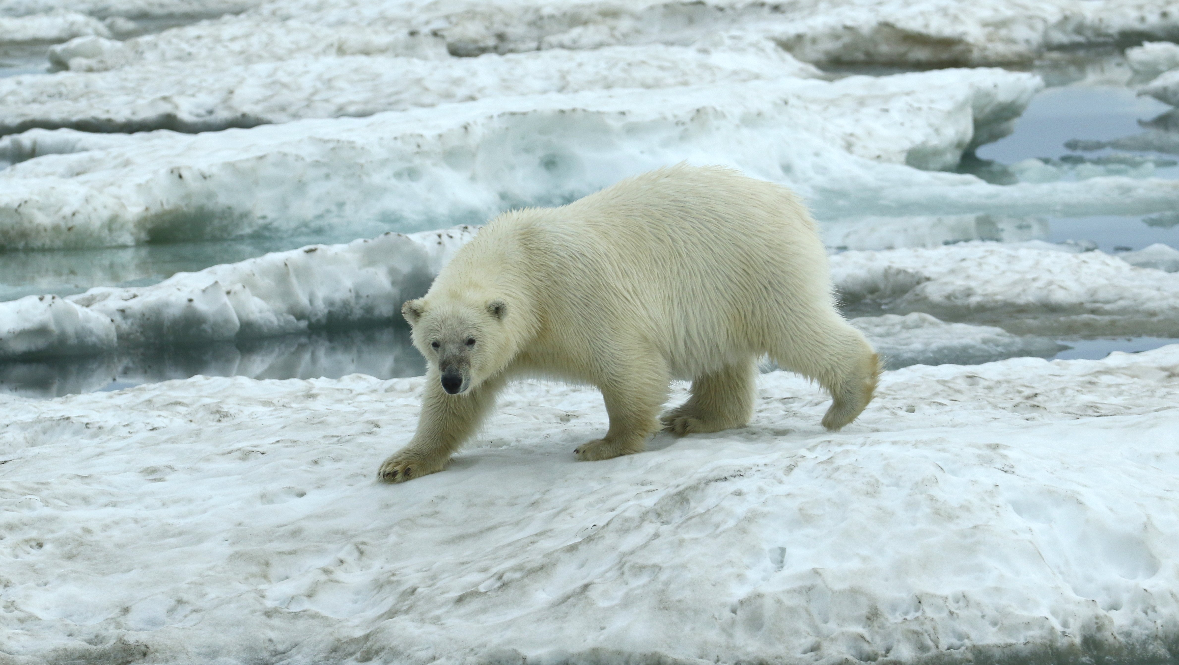 Polar Bear CPC RB5A7161