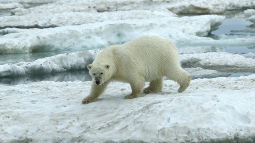 Polar Bear CPC RB5A7161