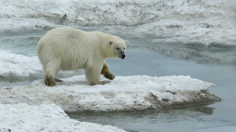 Polar Bear CPC RB5A7258