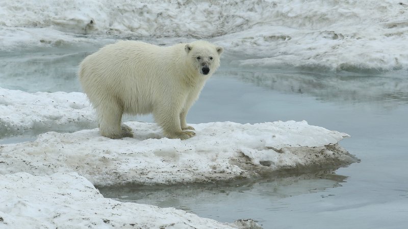 Polar Bear on sea ice CPC RB5A7260.JPG