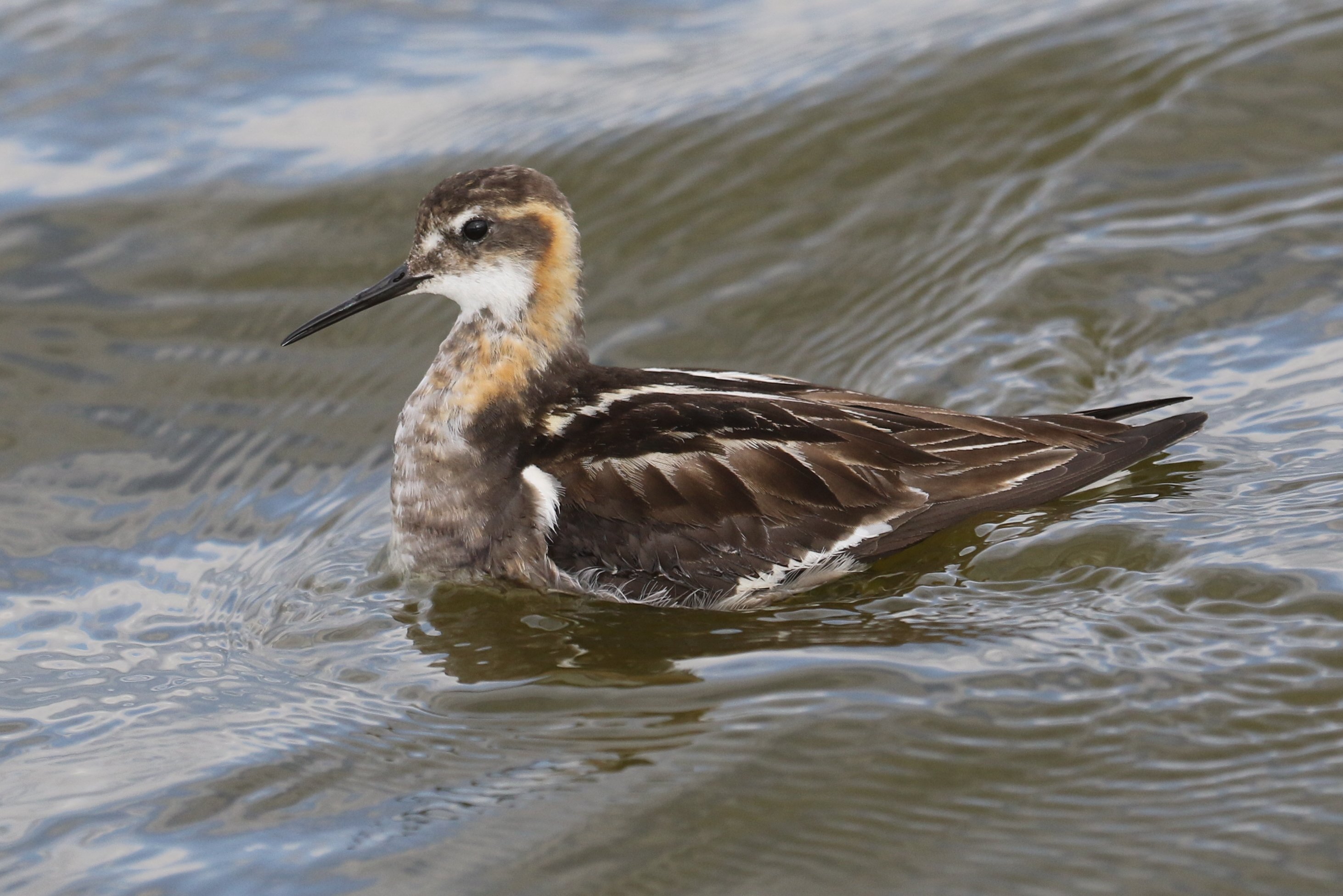 Red-necked Phalarope RB5A7284